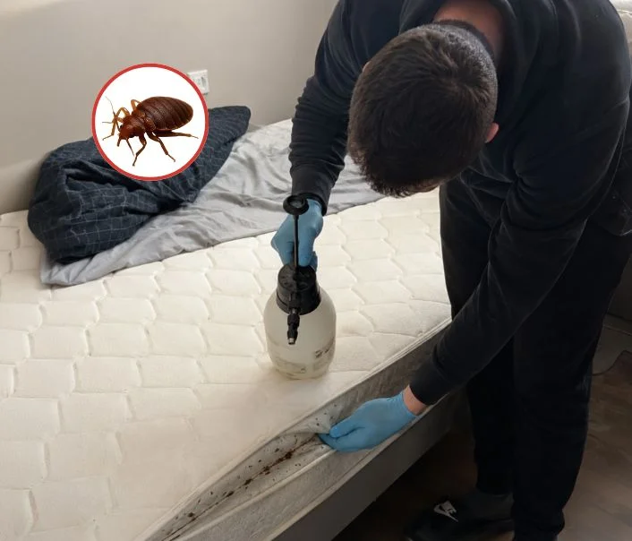 Technicien traitant un matelas contre les punaises de lit à Le Perchay